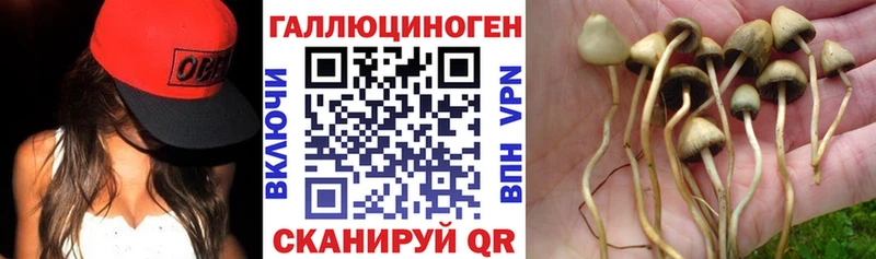 kraken ONION  Рыльск  Галлюциногенные грибы Psilocybine cubensis 